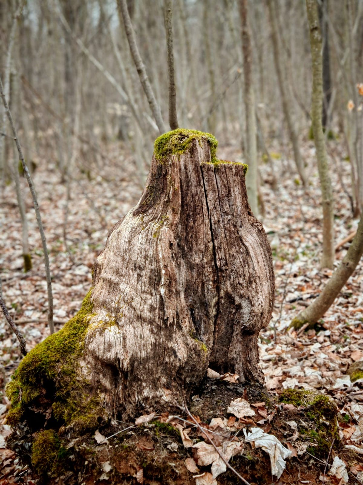 Moosbewachsener Baumstumpf im Wald