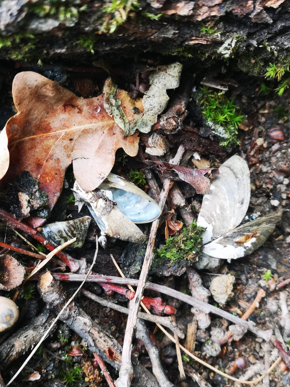 Waldboden mit Eichenblatt, Muschelschalen und Moos